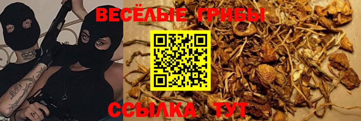Галлюциногенные грибы прущие грибы  Вход с VPN  Ачхой-Мартан 